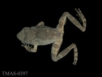 藏品(太田樹蛙)的圖片